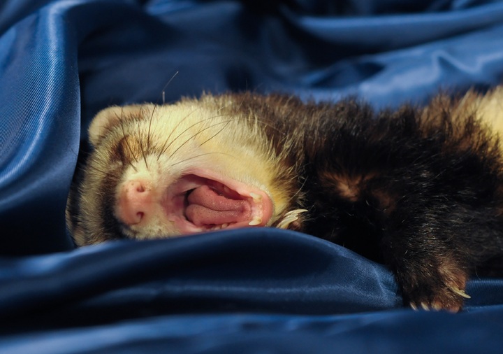 ferret yawning on a blue blanket